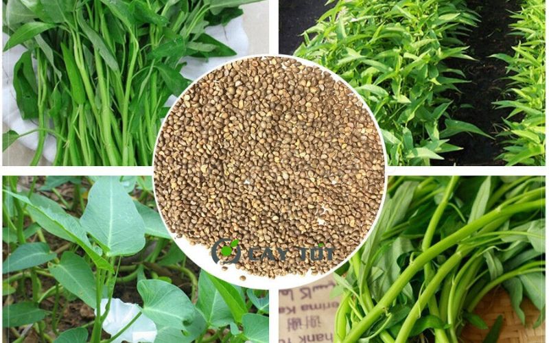 Hạt Giống Rau Muống