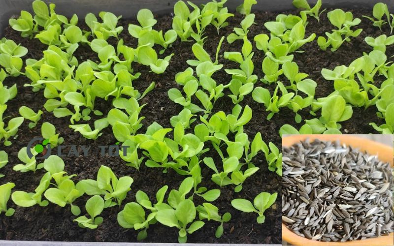 Hạt Giống Xà Lách Búp