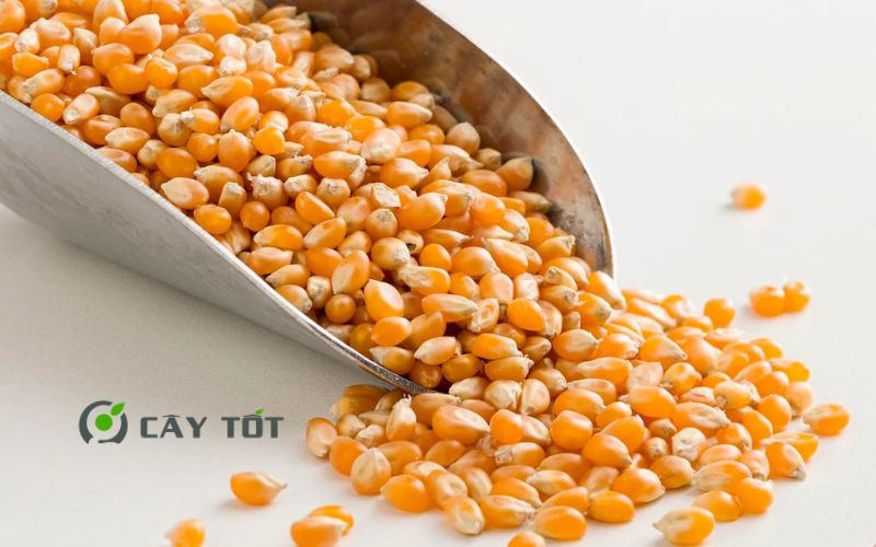 Hạt Giống Ngô Nổ