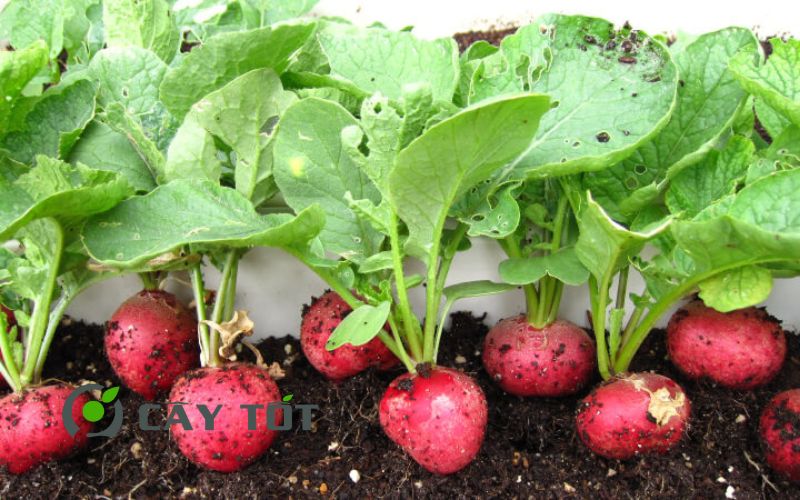 Hạt Giống Củ Cải Đỏ