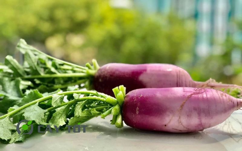 Hạt Giống Củ Cải Tím