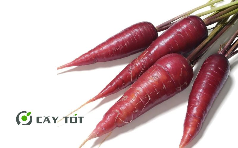 Hạt Giống Cà Rốt Tím