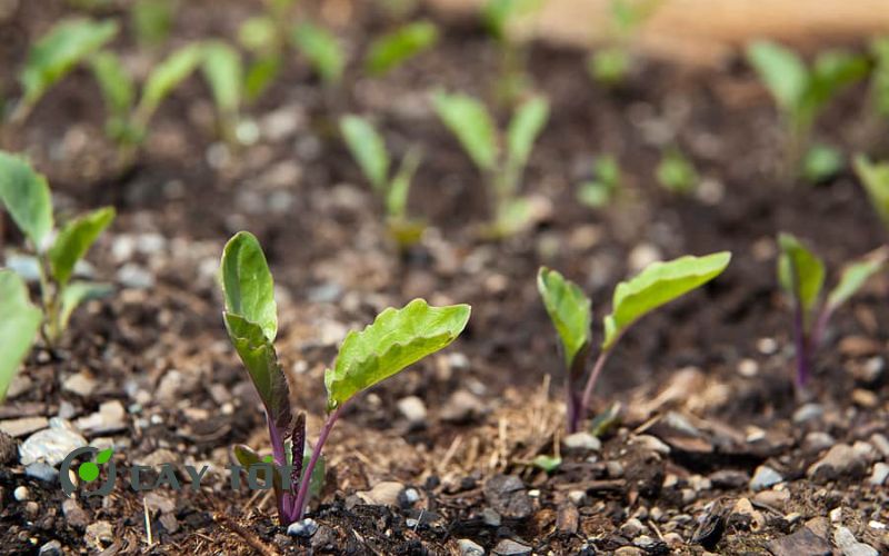 Hạt Giống Su Hào