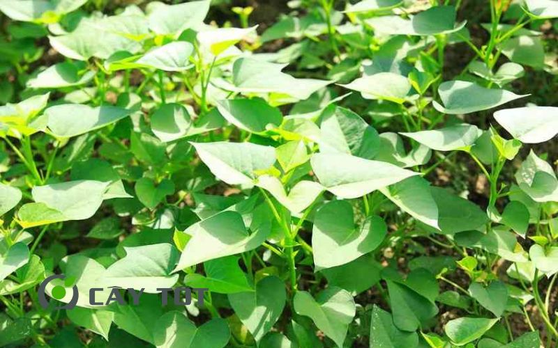 Hạt Giống Khoai Lang Nhật