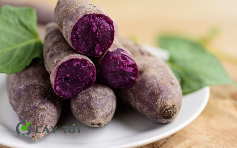 Hạt Giống Khoai Lang Tím