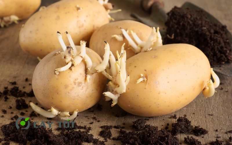 Hạt Giống Khoai Tây