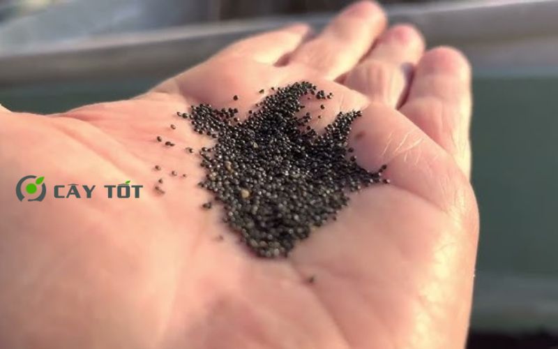 Hạt Giống Rau Dền Đỏ