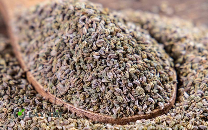 Hạt Giống Rau Mùi Tây