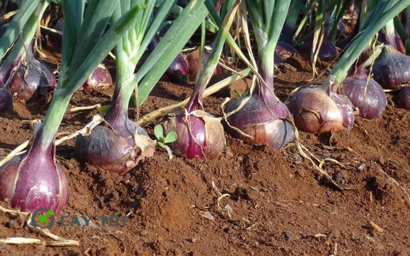 Hạt Giống Hành Tây