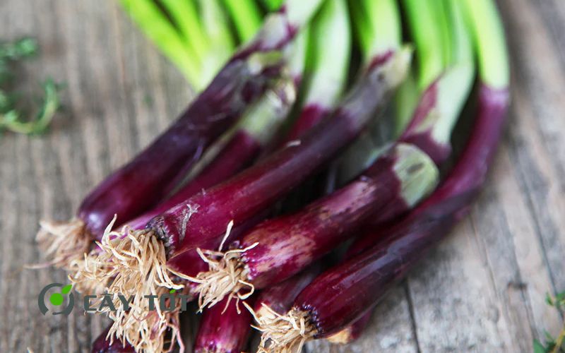 Hạt Giống Hành Tím