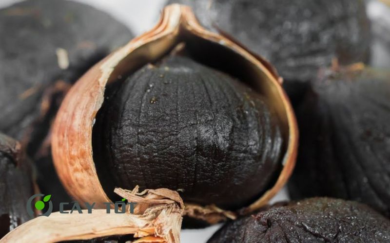 Hạt Giống Tỏi Đen