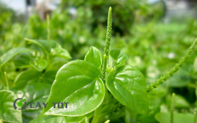 Hạt Giống Rau Càng Tôm