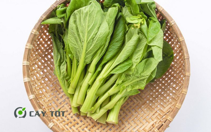 Hạt Giống Cải Ngồng