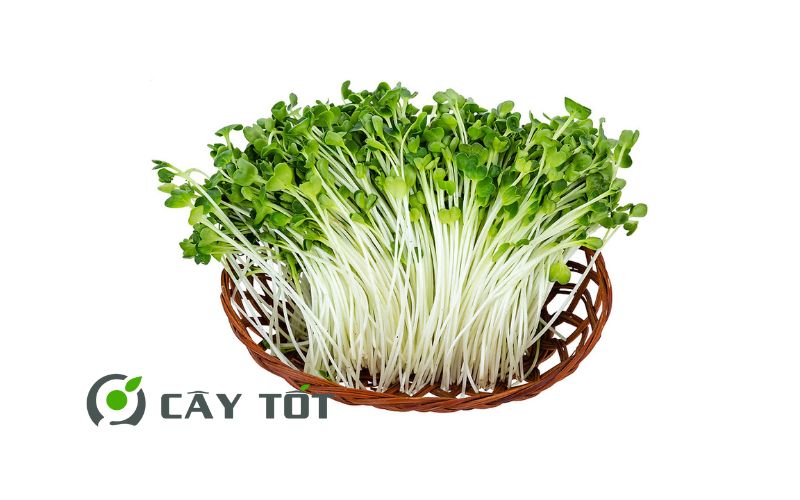 Hạt Giống Cải Mầm