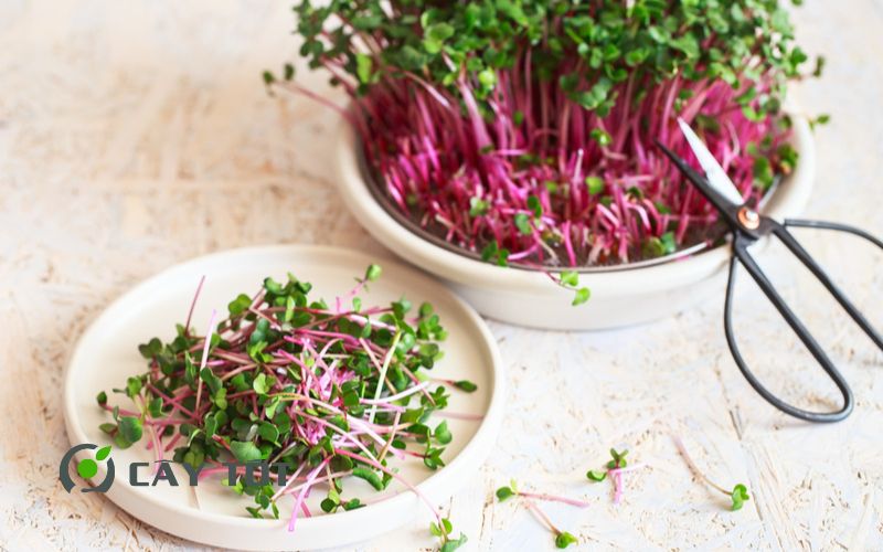 Hạt Giống Rau Mầm Cải Đỏ