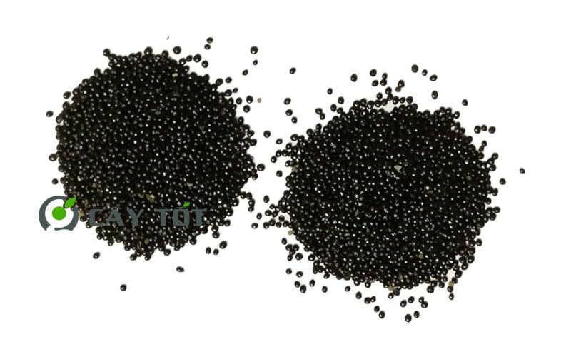 Hạt Giống Rau Dền Xanh