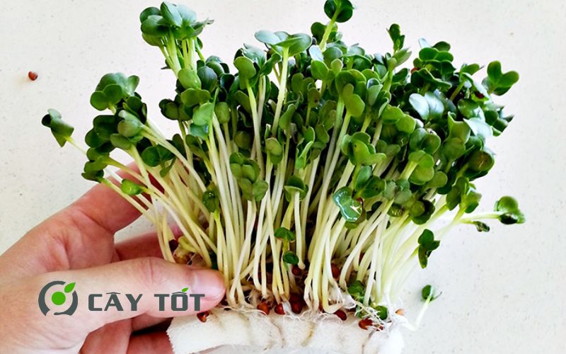 Hạt Giống Rau Mầm Củ Cải Trắng