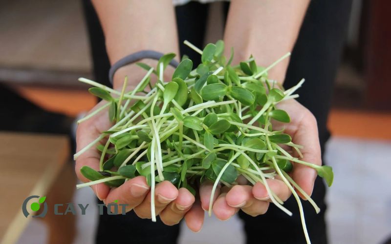 Hạt Giống Rau Mầm Hướng Dương