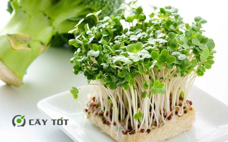 Hạt Giống Rau Mầm Cải Bẹ
