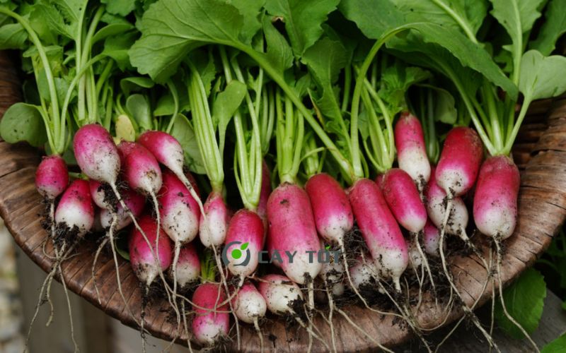 Hạt Giống Rau Mầm Củ Cải Đỏ