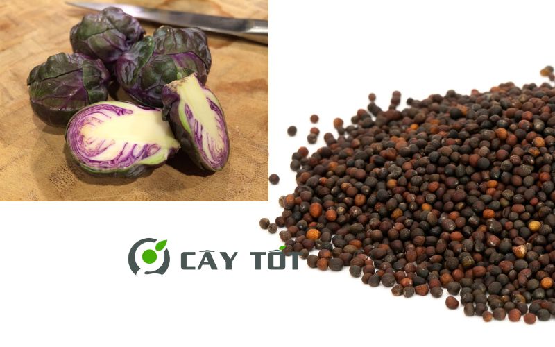 Hạt giống Rau Mầm Bắp Cải Tím
