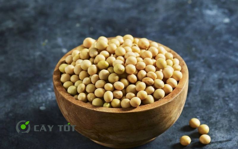 Hạt Giống Rau Mầm Đậu Nành