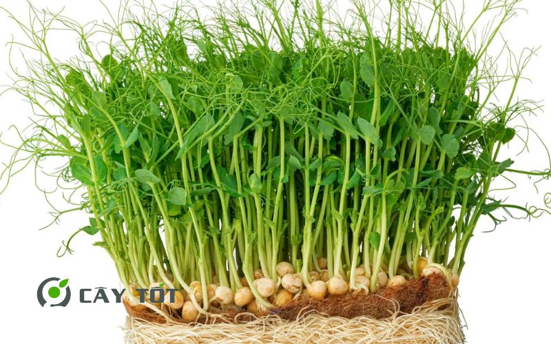 Hạt Giống Rau Mầm Đậu Hà Lan