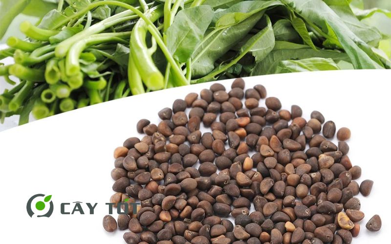 Hạt giống Rau Mầm Rau Muống