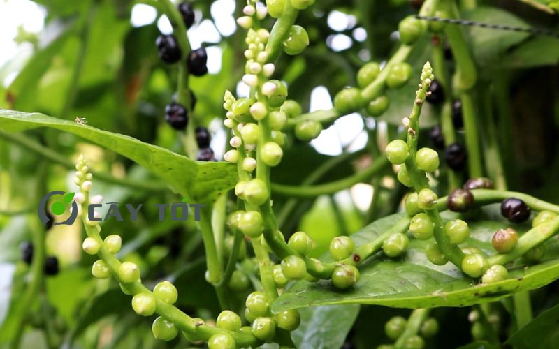 Hạt Giống Rau Mồng Tơi