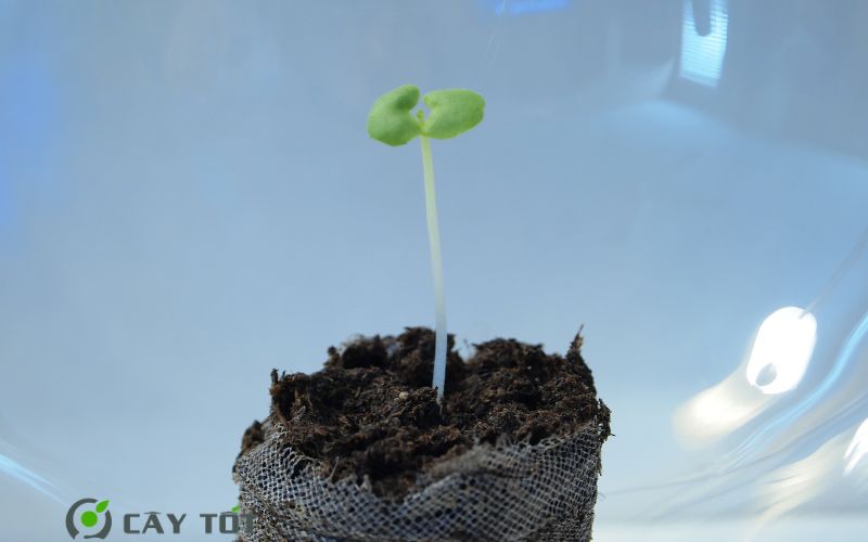 Hạt Giống Rau Mầm Tía Tô