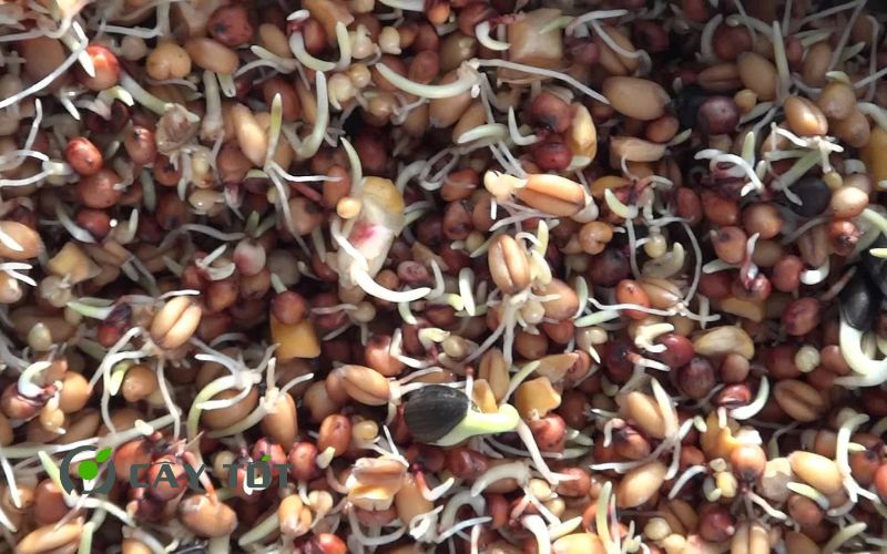 Hạt Giống Rau Mầm Hỗn Hợp