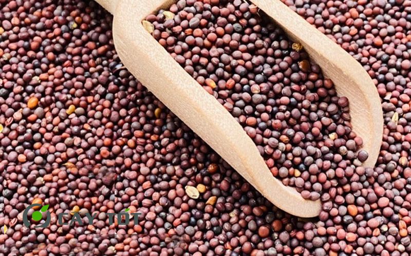 Hạt Giống Cải Bẹ Vàng