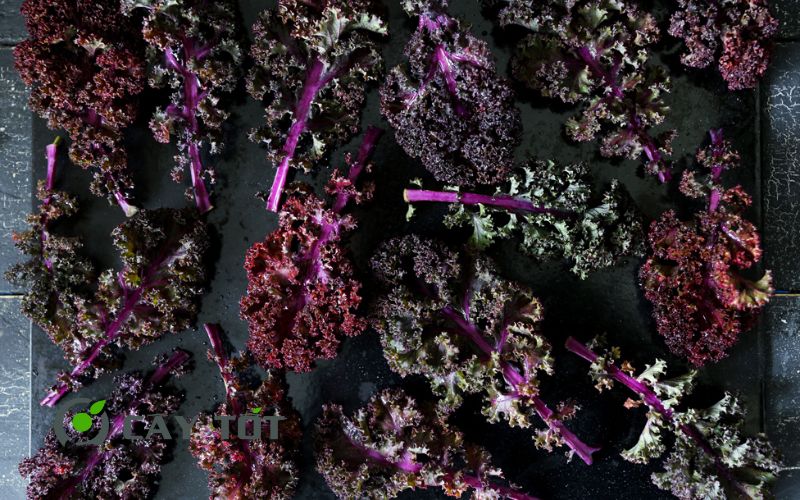 Hạt Giống Cải Xoăn Tím