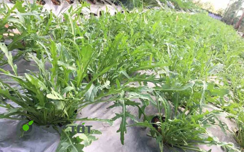 Hạt Giống Cải Rocket