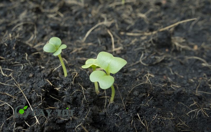 Hạt Giống Cải Mầm Xoăn