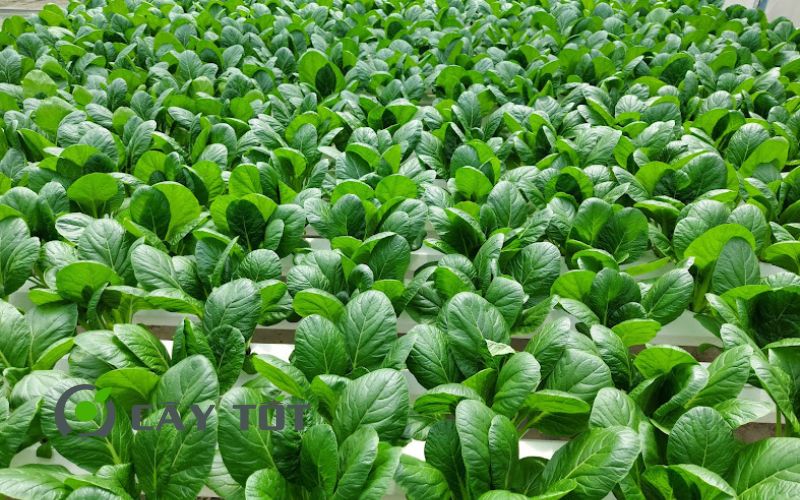 Hạt Giống Cải Ngọt Nhật