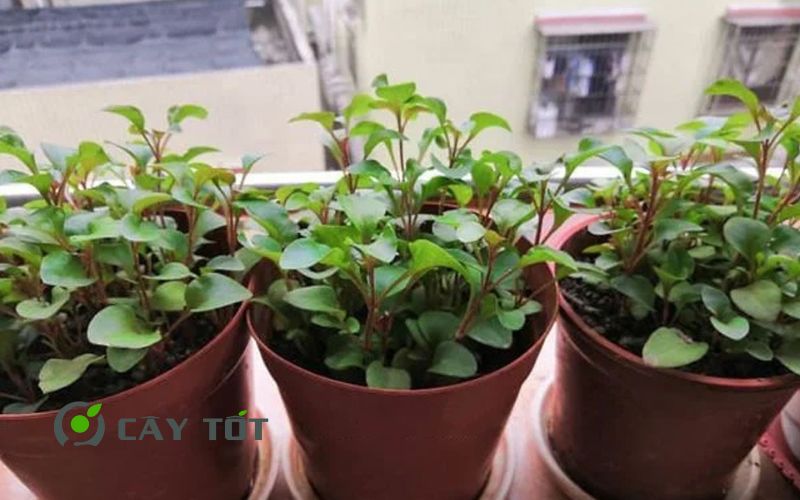 Hạt Giống Rau Dền Nhật