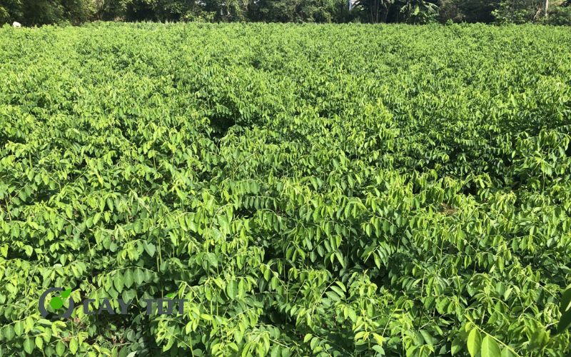 Hạt Giống Rau Ngót Ta