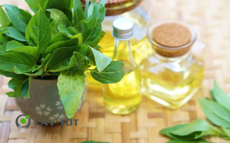 Hạt Giống Rau Húng Chó