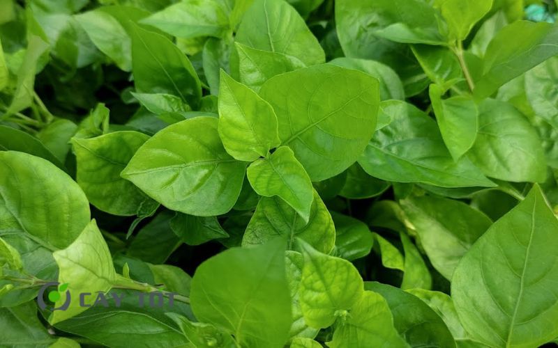 Hạt Giống Rau Ngót Nhật