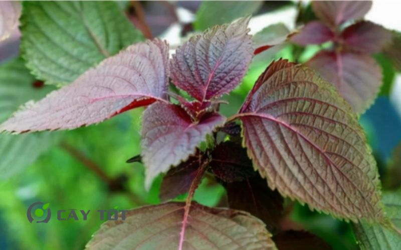 Hạt Giống Rau Thơm Tía