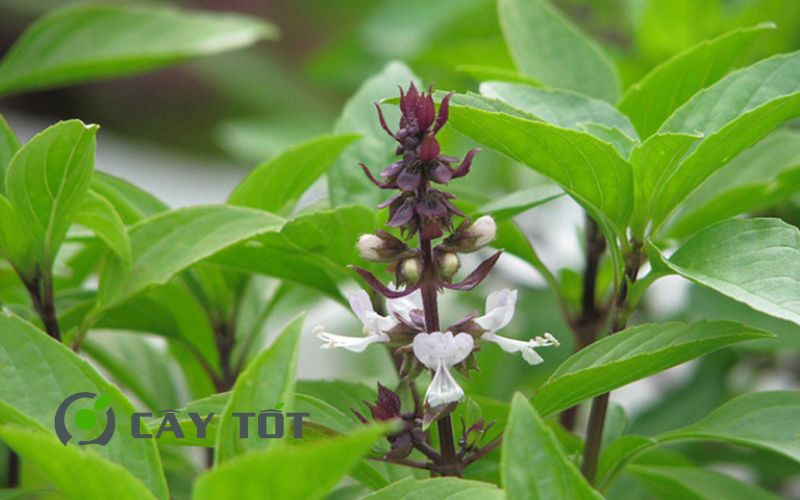 Hạt Giống Rau Thơm Quế