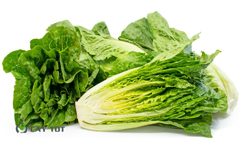 Hạt Giống Xà Lách Romaine