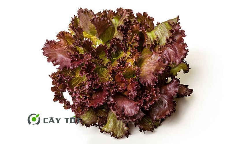 Hạt Giống Xà Lách Tím