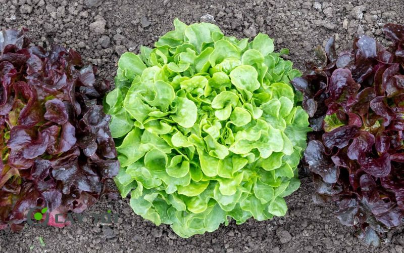 Hạt Giống Xà Lách Mỹ