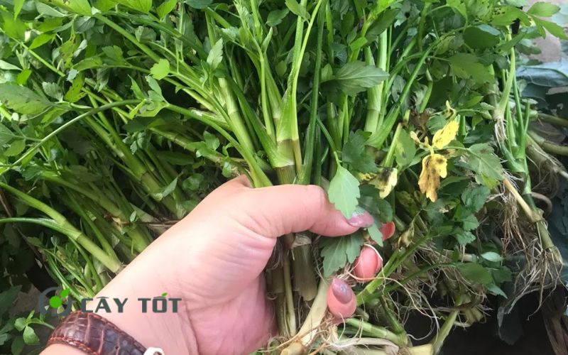 Hạt Giống Rau Cần Ống