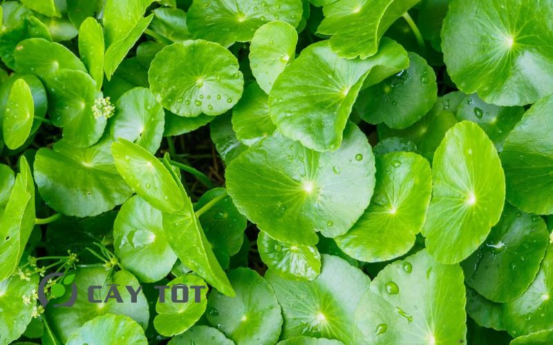 Hạt Giống Rau Má Đà Lạt