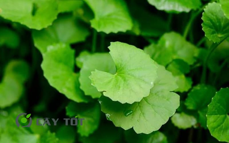 Hạt Giống Rau Má Sữa