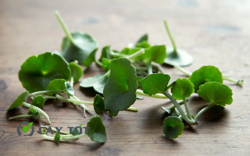 Hạt Giống Rau Má Ruộng