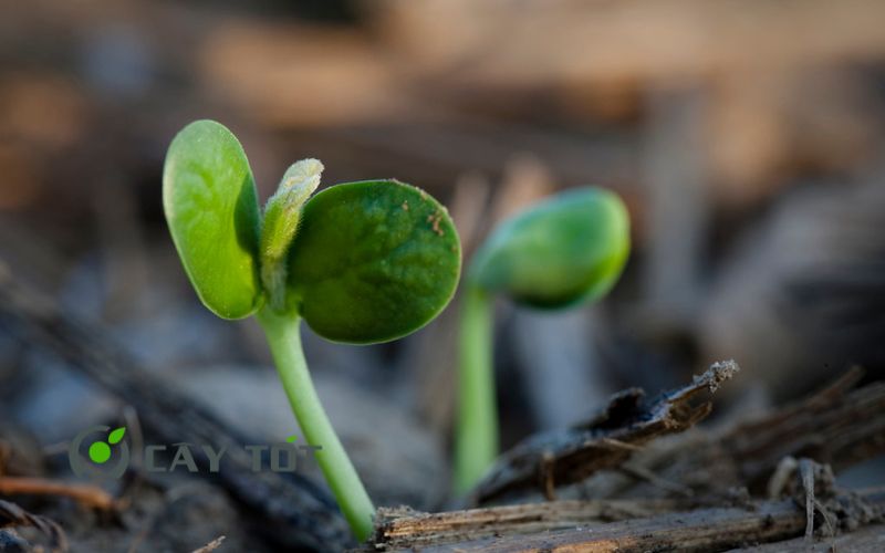 Hạt Giống Rau Má Đỏ